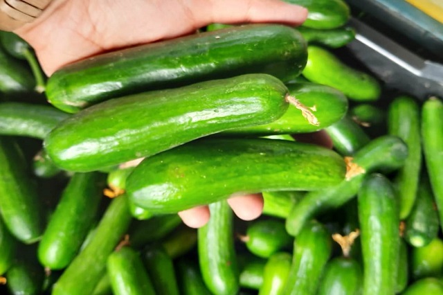 Chinese Cucumber.jpeg